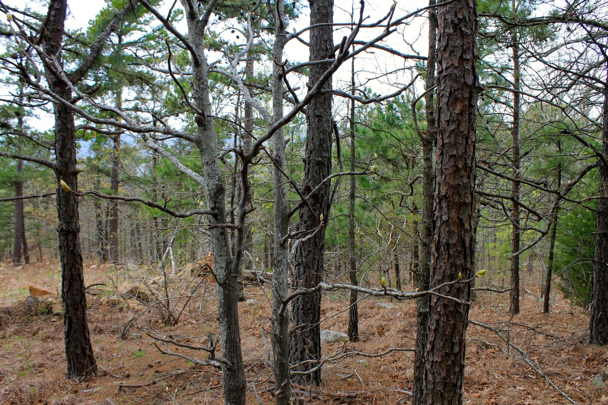 Trophy Ridge Phase III Tract 51 photo 2