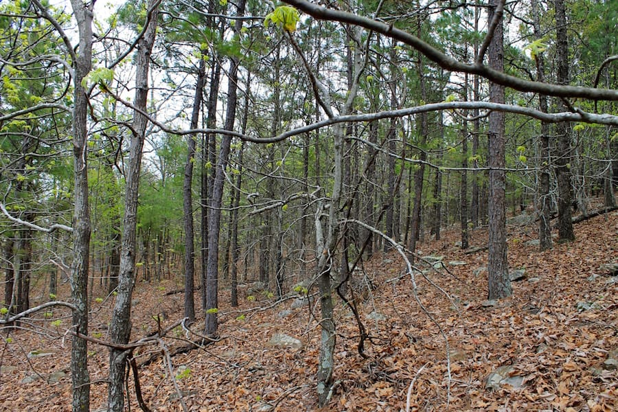 Trophy Ridge Phase III Tract 51 photo 3