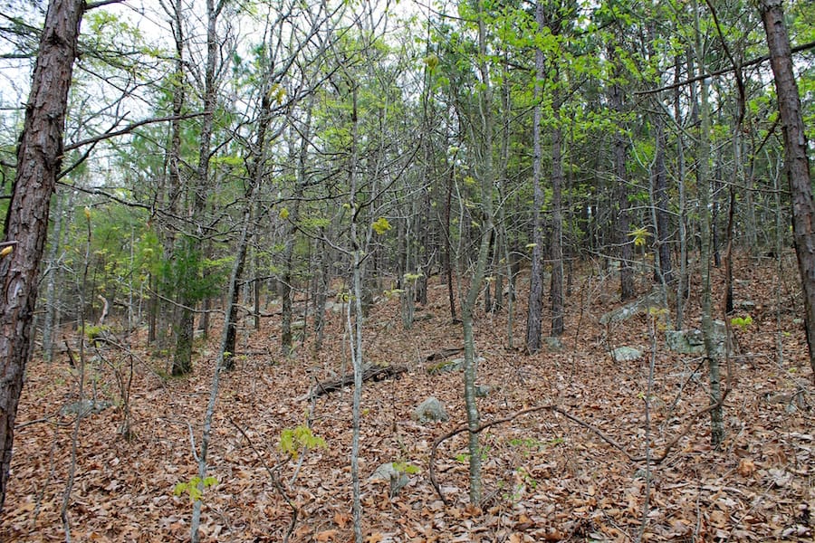 Trophy Ridge Phase III Tract 51 photo 4