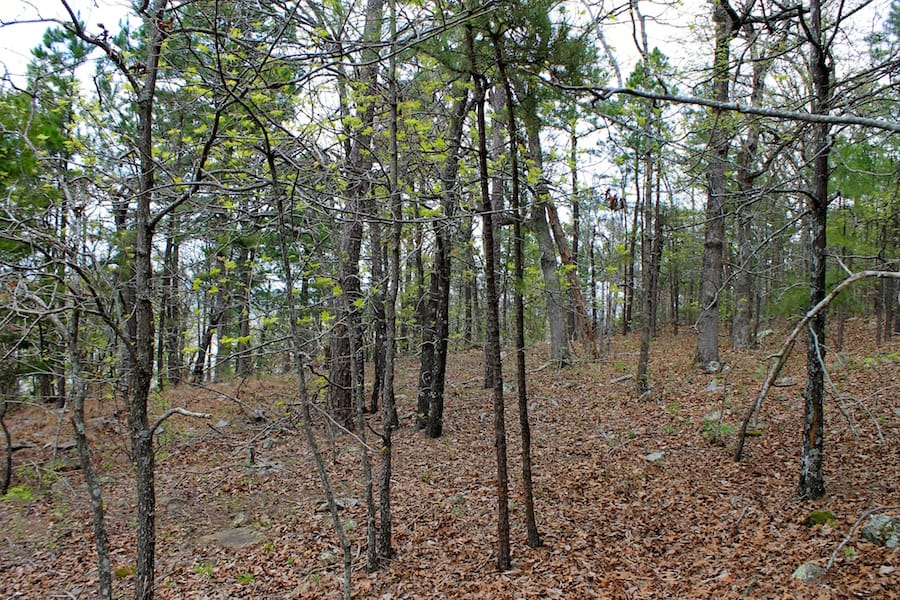Trophy Ridge Phase III Tract 51 photo 5