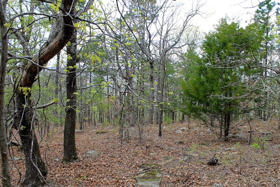 Trophy Ridge Phase III Tract 51 photo 6