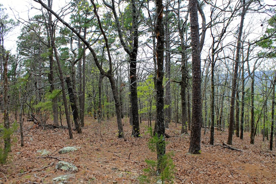 Trophy Ridge Phase III Tract 51 photo 7