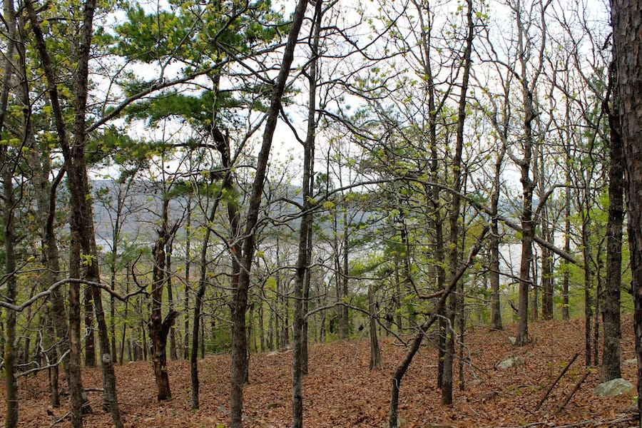 Trophy Ridge Phase III Tract 51 photo 10