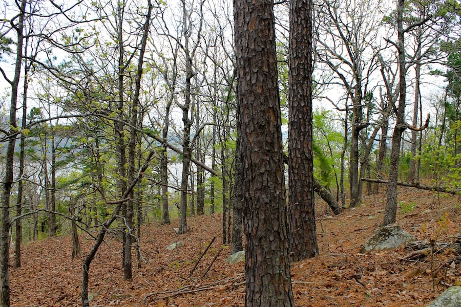 Trophy Ridge Phase III Tract 51 photo 11