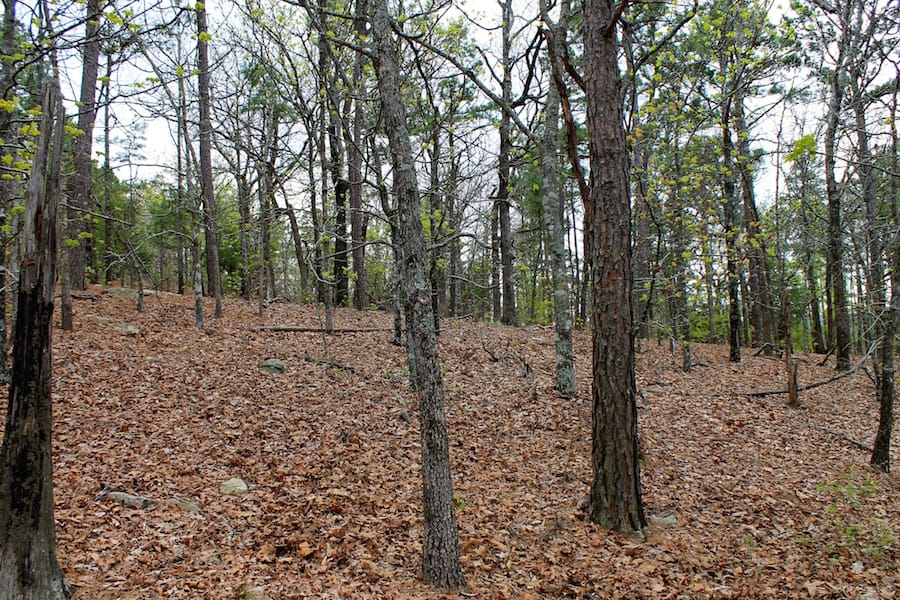 Trophy Ridge Phase III Tract 51 photo 12