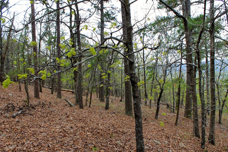 Trophy Ridge Phase III Tract 51 photo 13