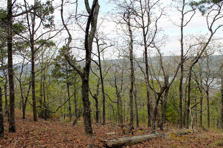 Trophy Ridge Phase III Tract 51 photo 14
