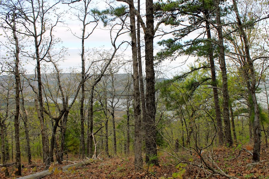 Trophy Ridge Phase III Tract 51 photo 15