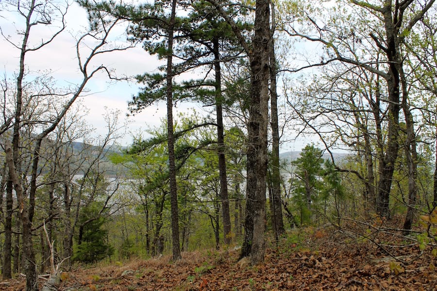Trophy Ridge Phase III Tract 51 photo 16