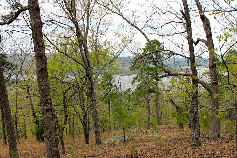 Trophy Ridge Phase III Tract 51 photo 17