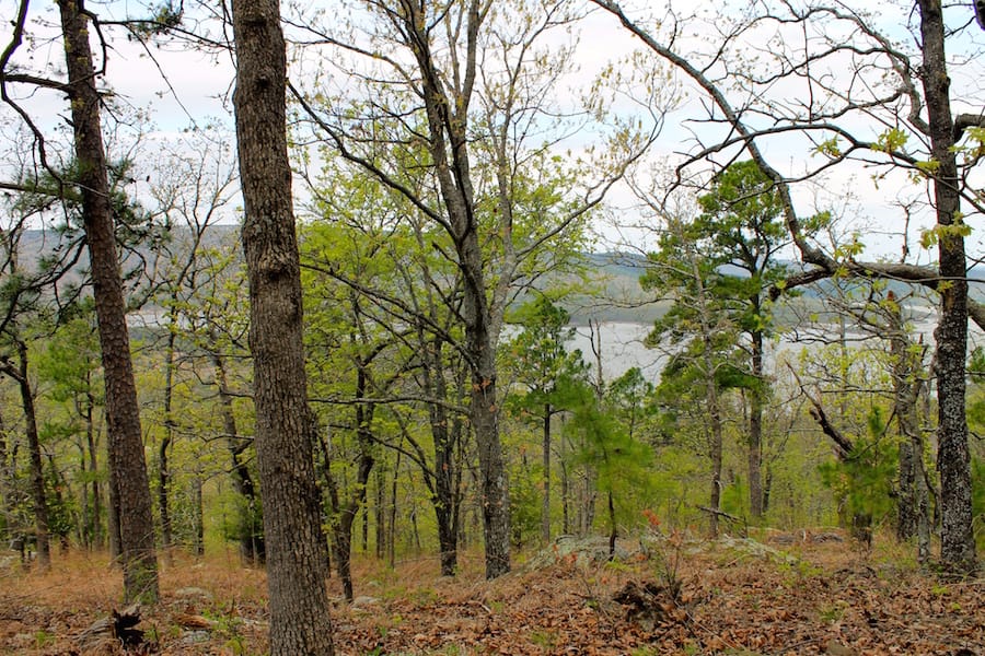 Trophy Ridge Phase III Tract 51 photo 18