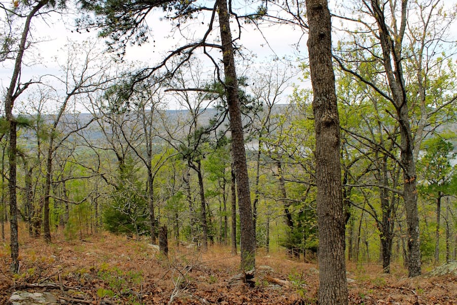 Trophy Ridge Phase III Tract 51 photo 19