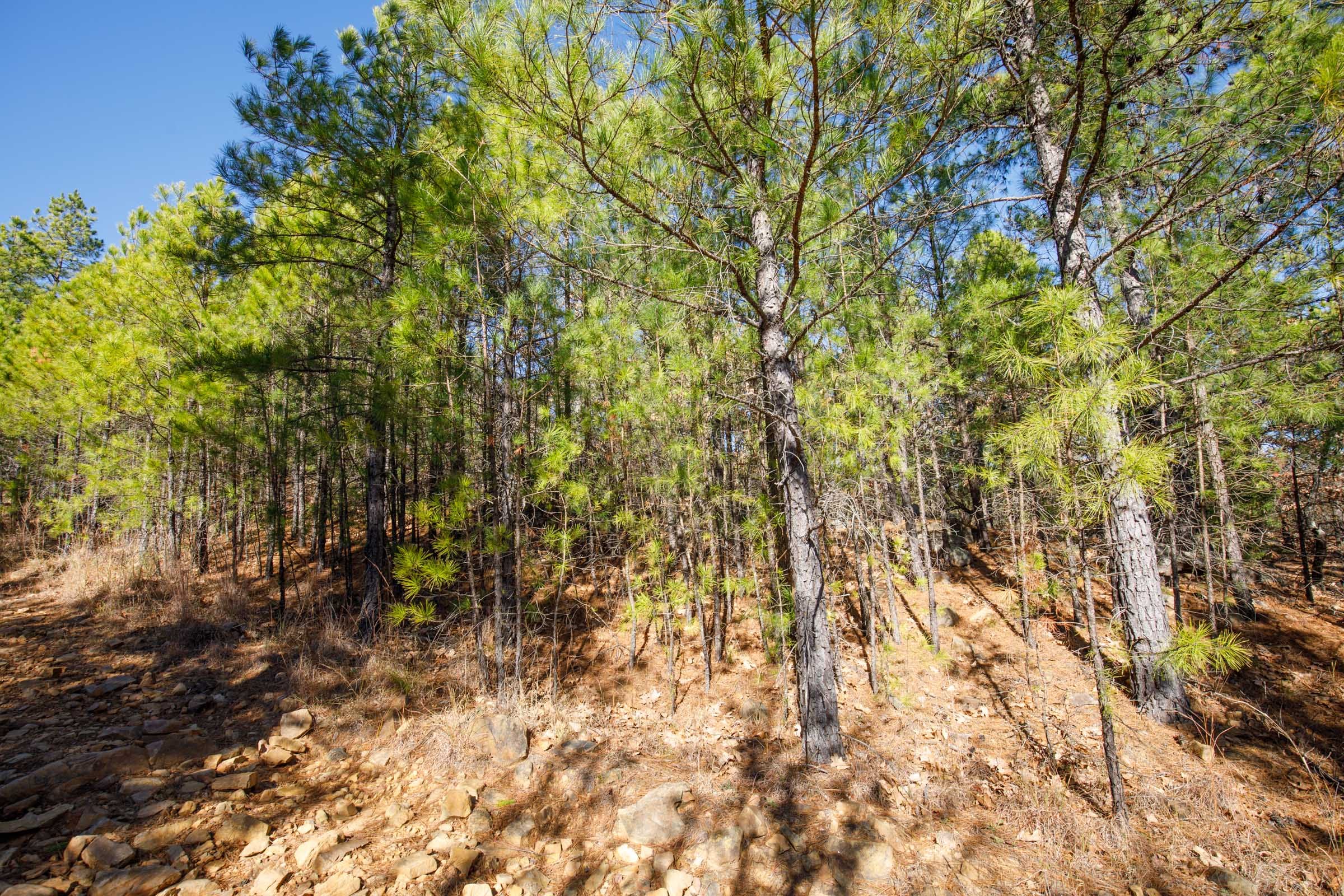 Stone Bridge Phase II Tract 75 photo 4