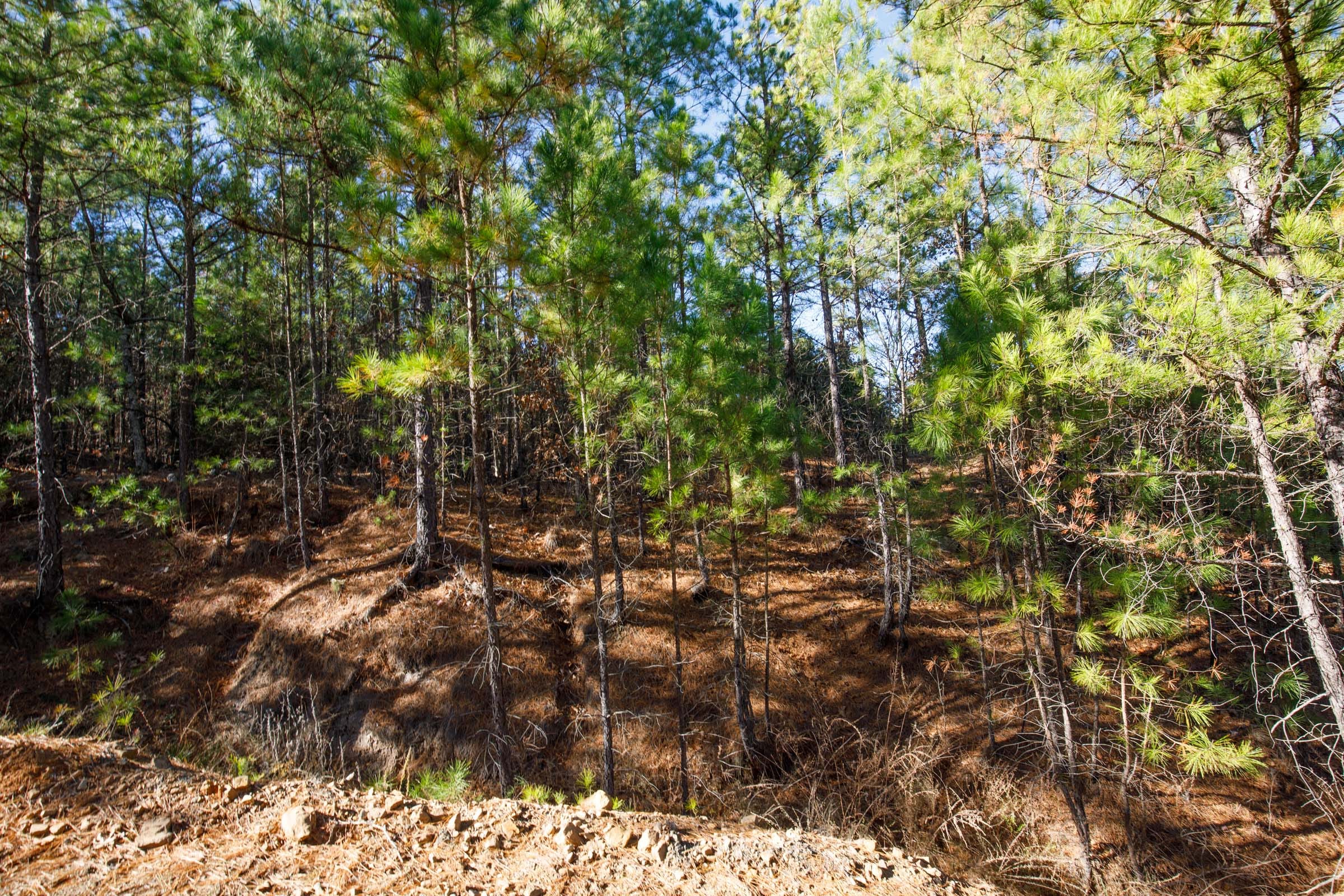 Stone Bridge Phase II Tract 75 photo 7