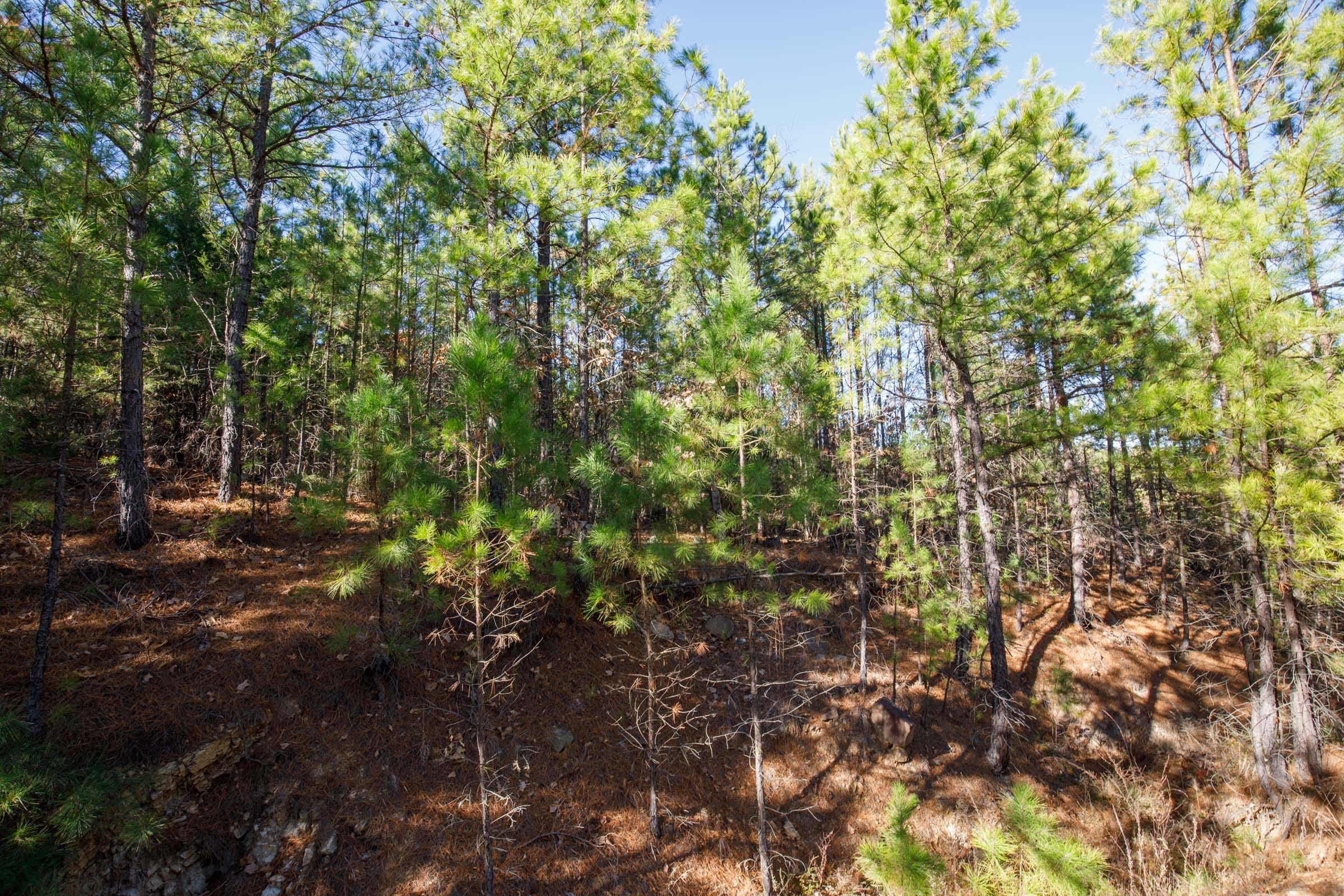 Stone Bridge Phase II Tract 75 photo 8