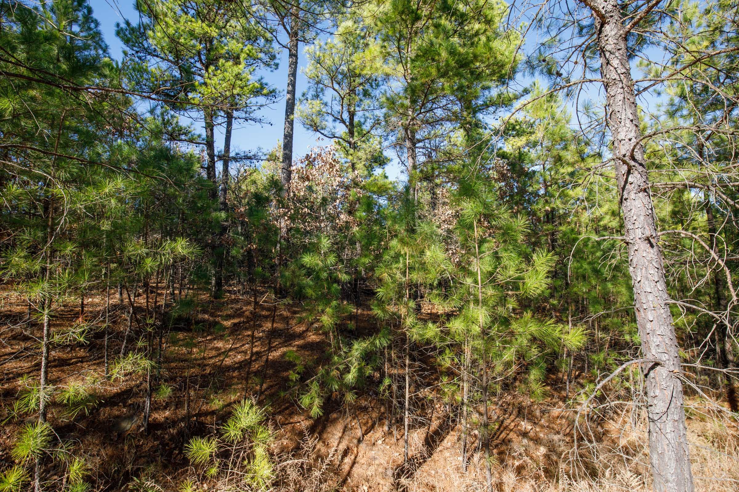 Stone Bridge Phase II Tract 75 photo 11