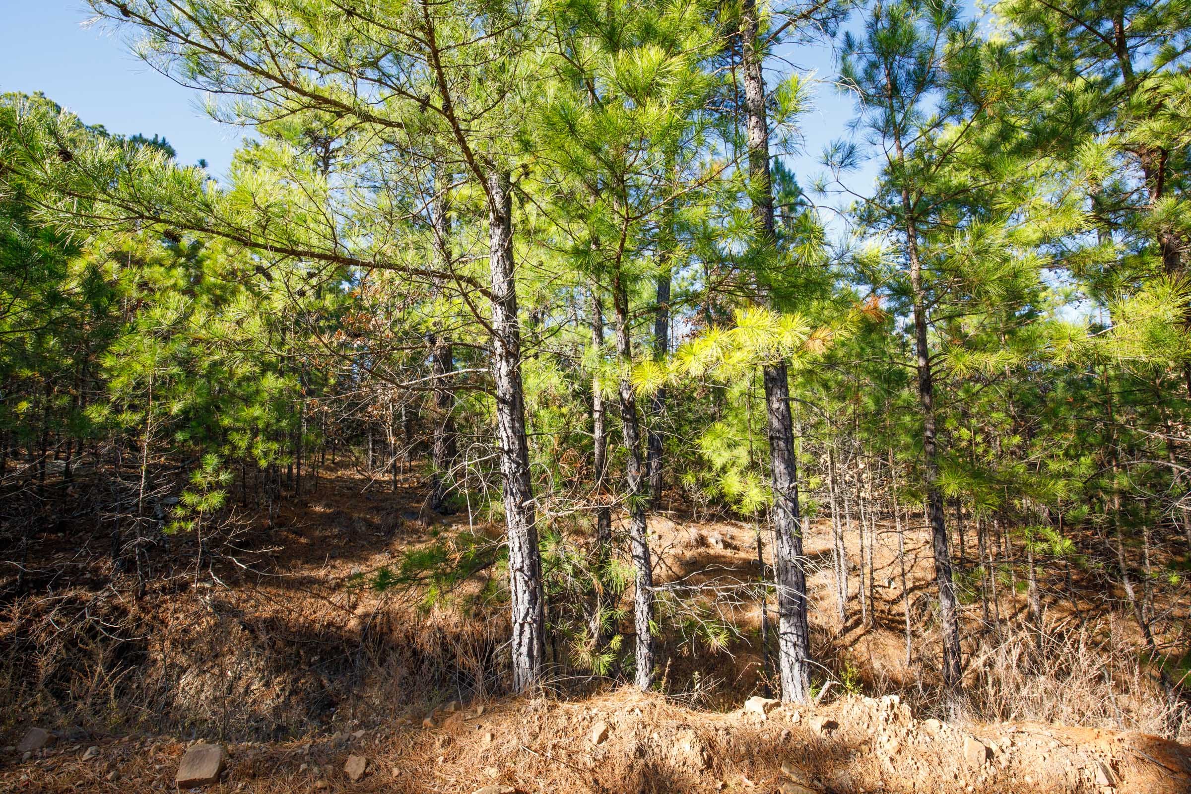 Stone Bridge Phase II Tract 75 photo 12