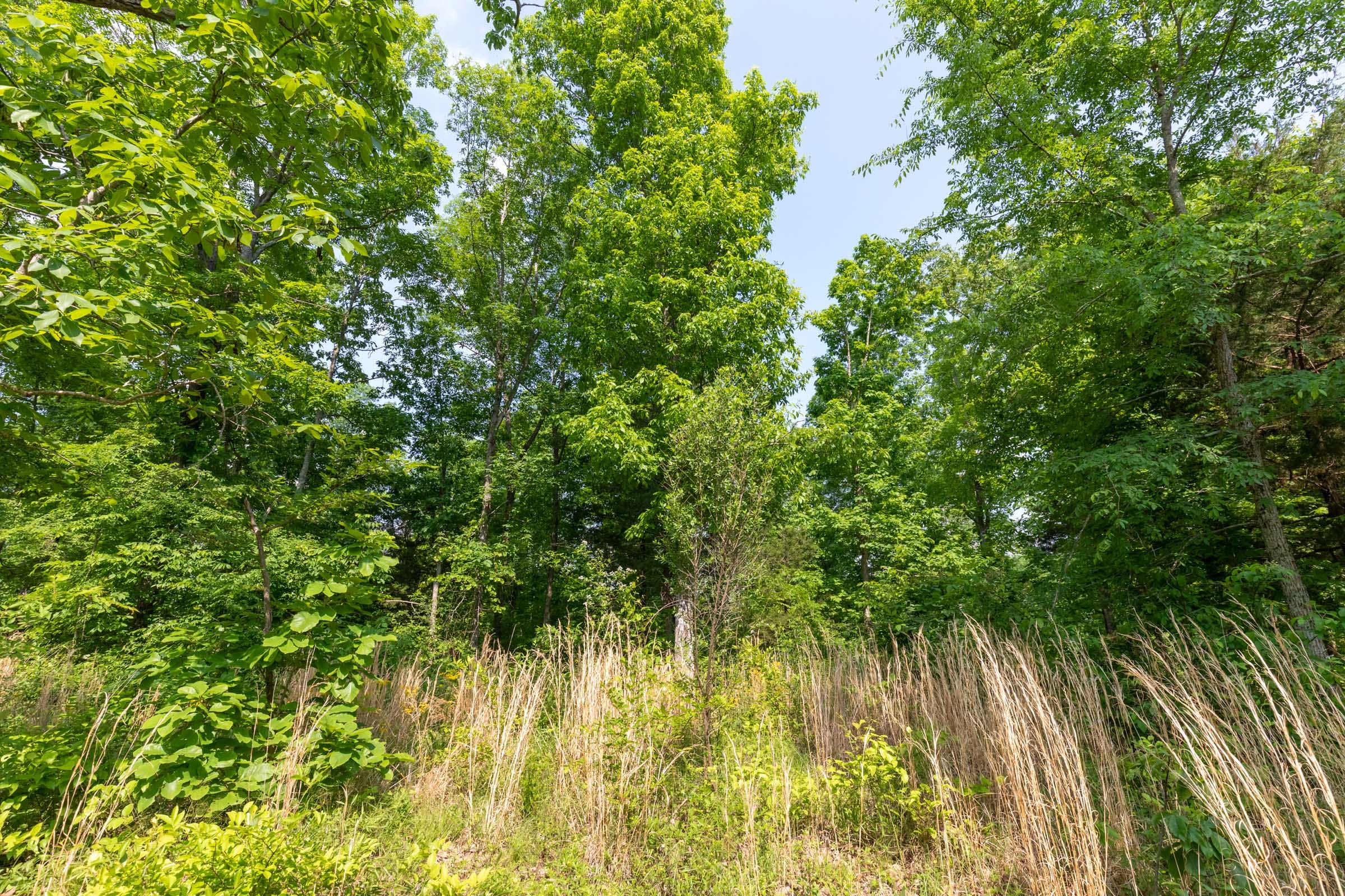 Cedar Creek Tract 62 photo 4