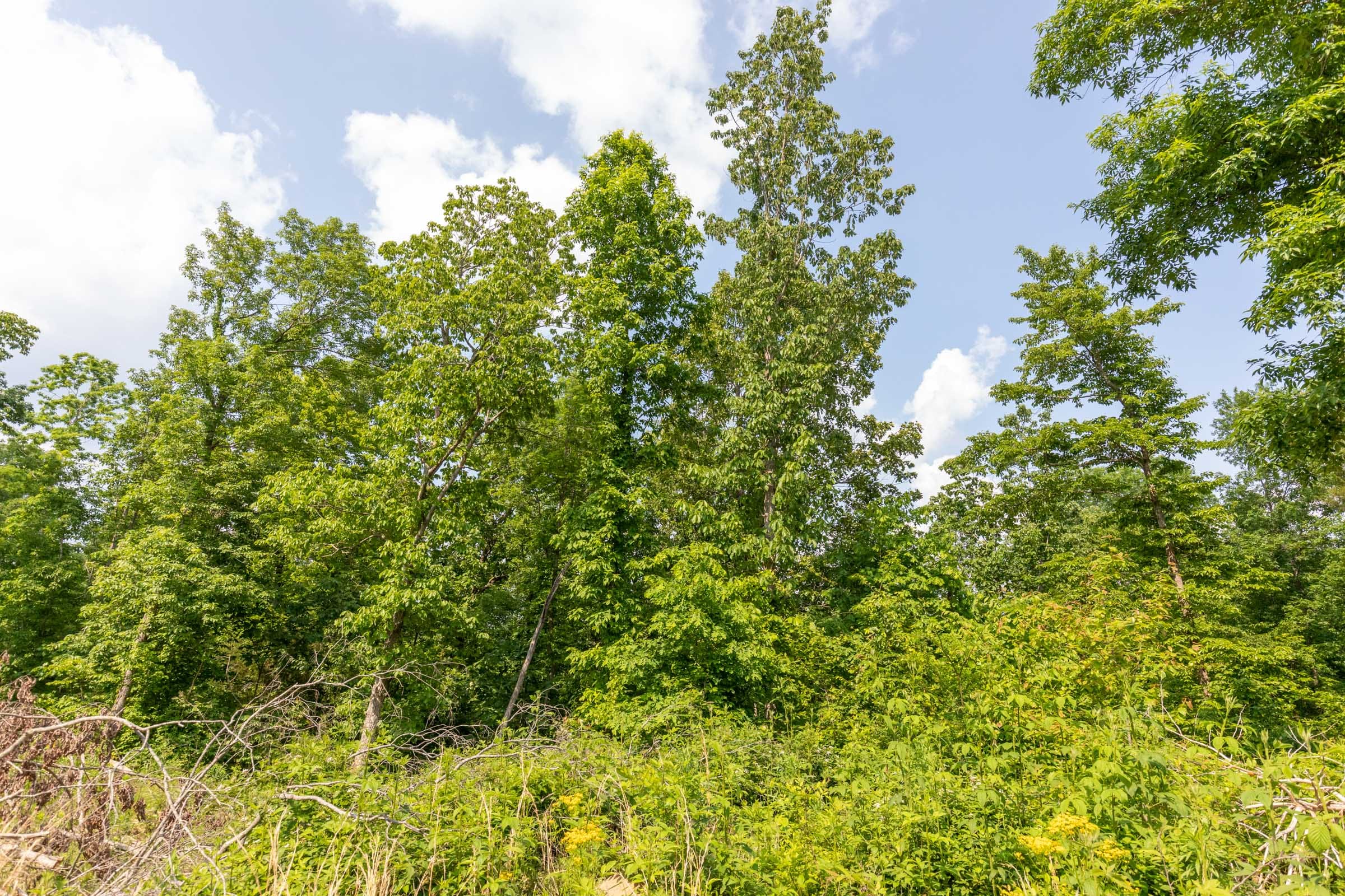 Cedar Creek Tract 62 photo 3