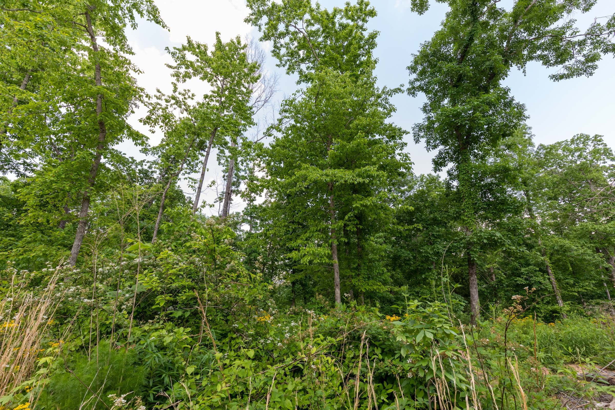 Cedar Creek Tract 62 photo 5