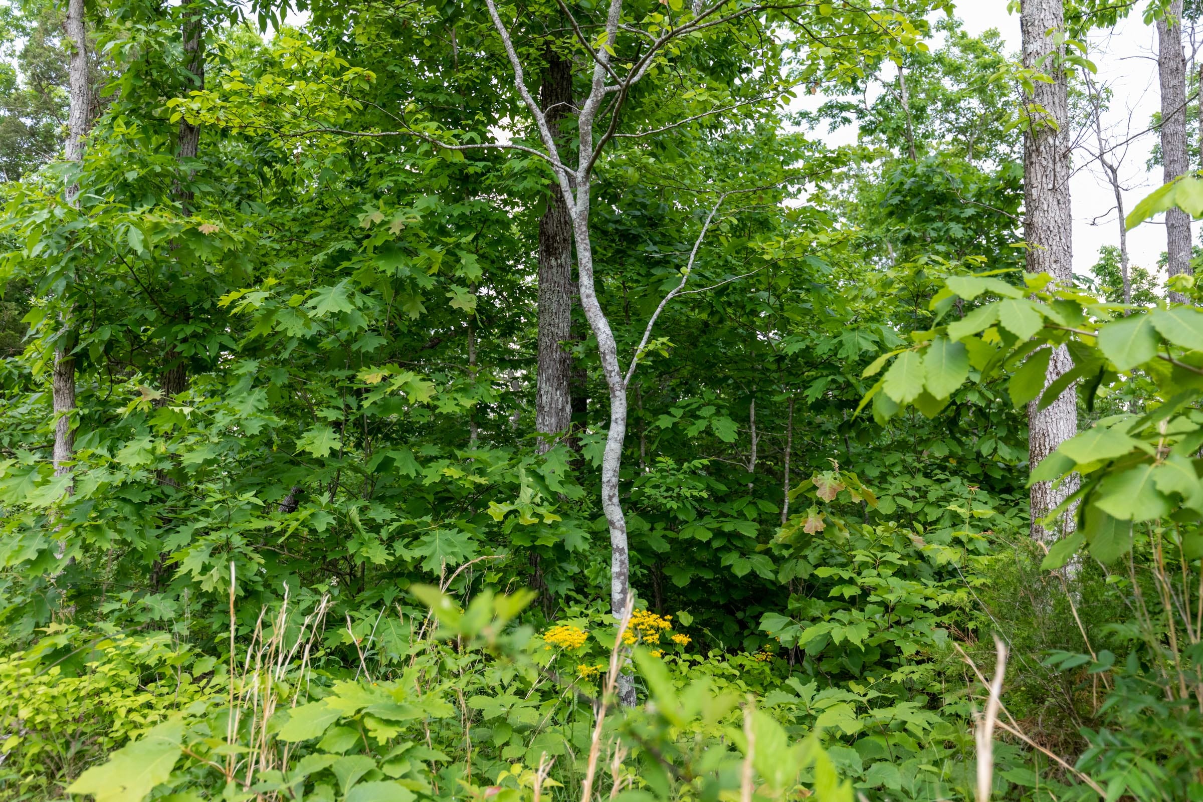 Cedar Creek Tract 62 photo 8