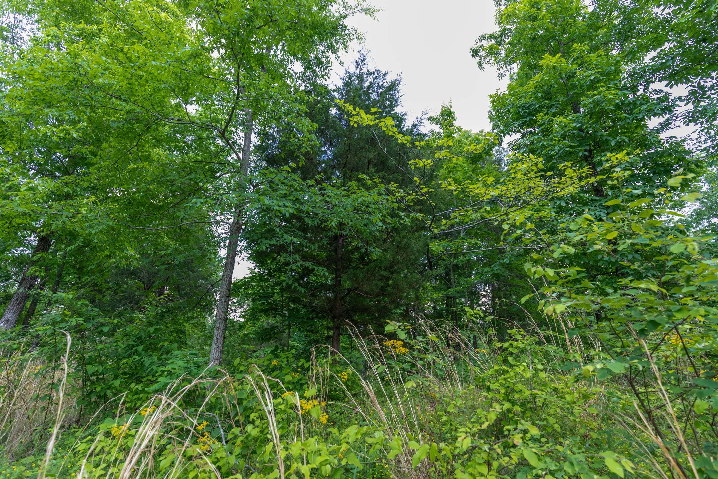 Cedar Creek Tract 62 photo 10