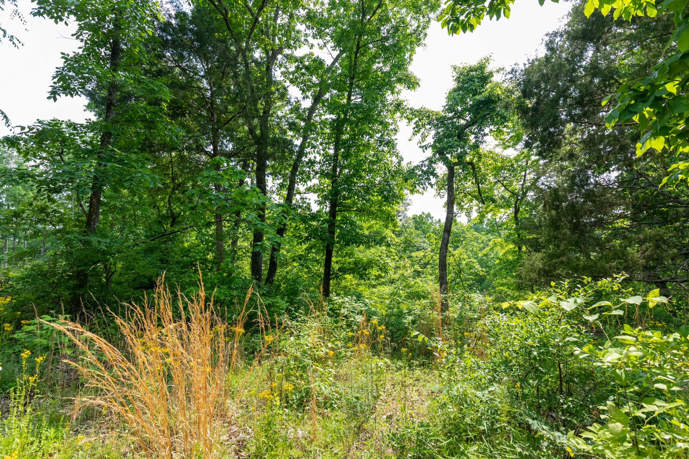 Cedar Creek Tract 62 photo 11
