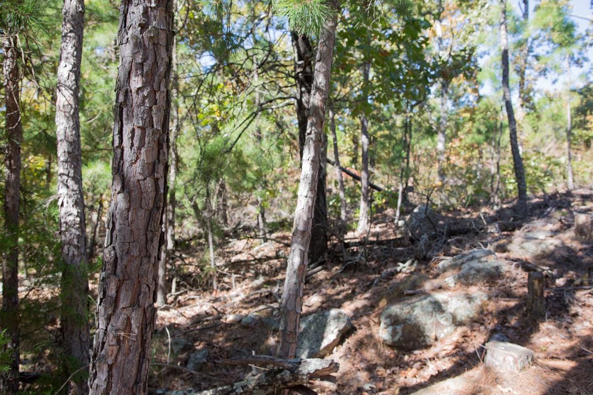 Stone Creek Phase I Tract 166 photo 5