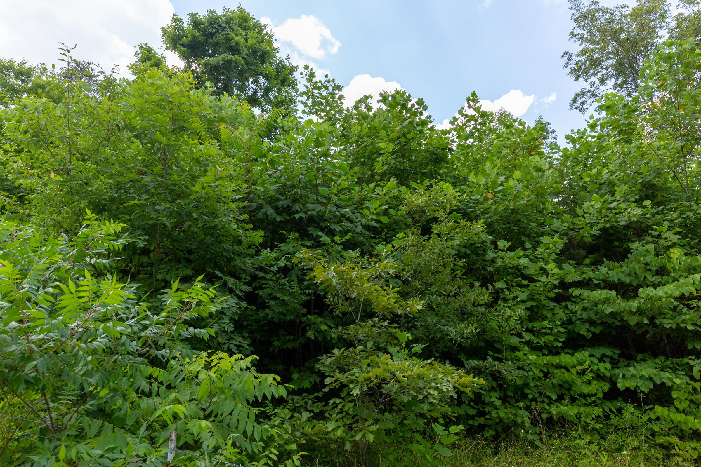 Tucker Hollow Tract 5 photo 3