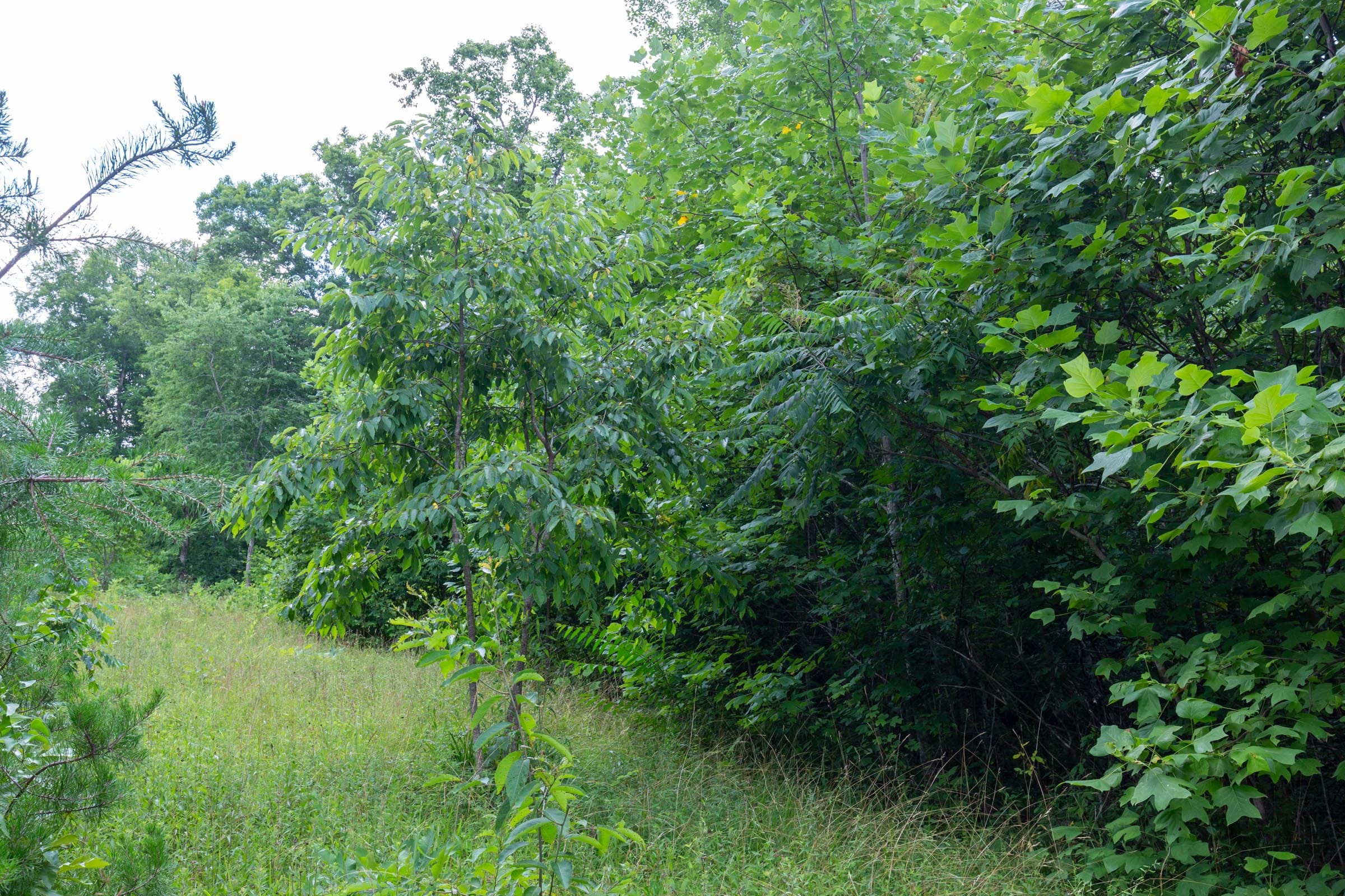 Tucker Hollow Tract 5 photo 5