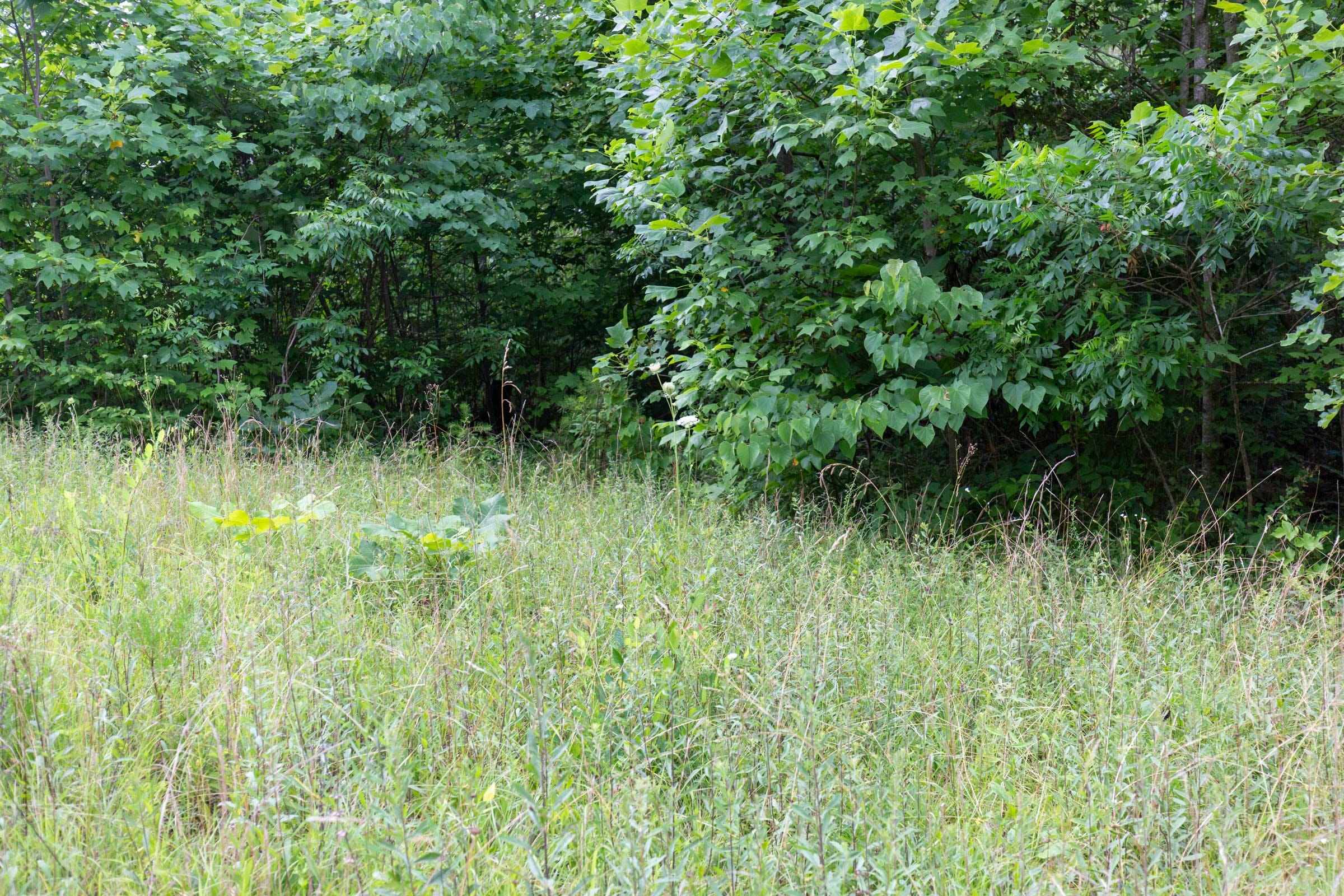 Tucker Hollow Tract 5 photo 6