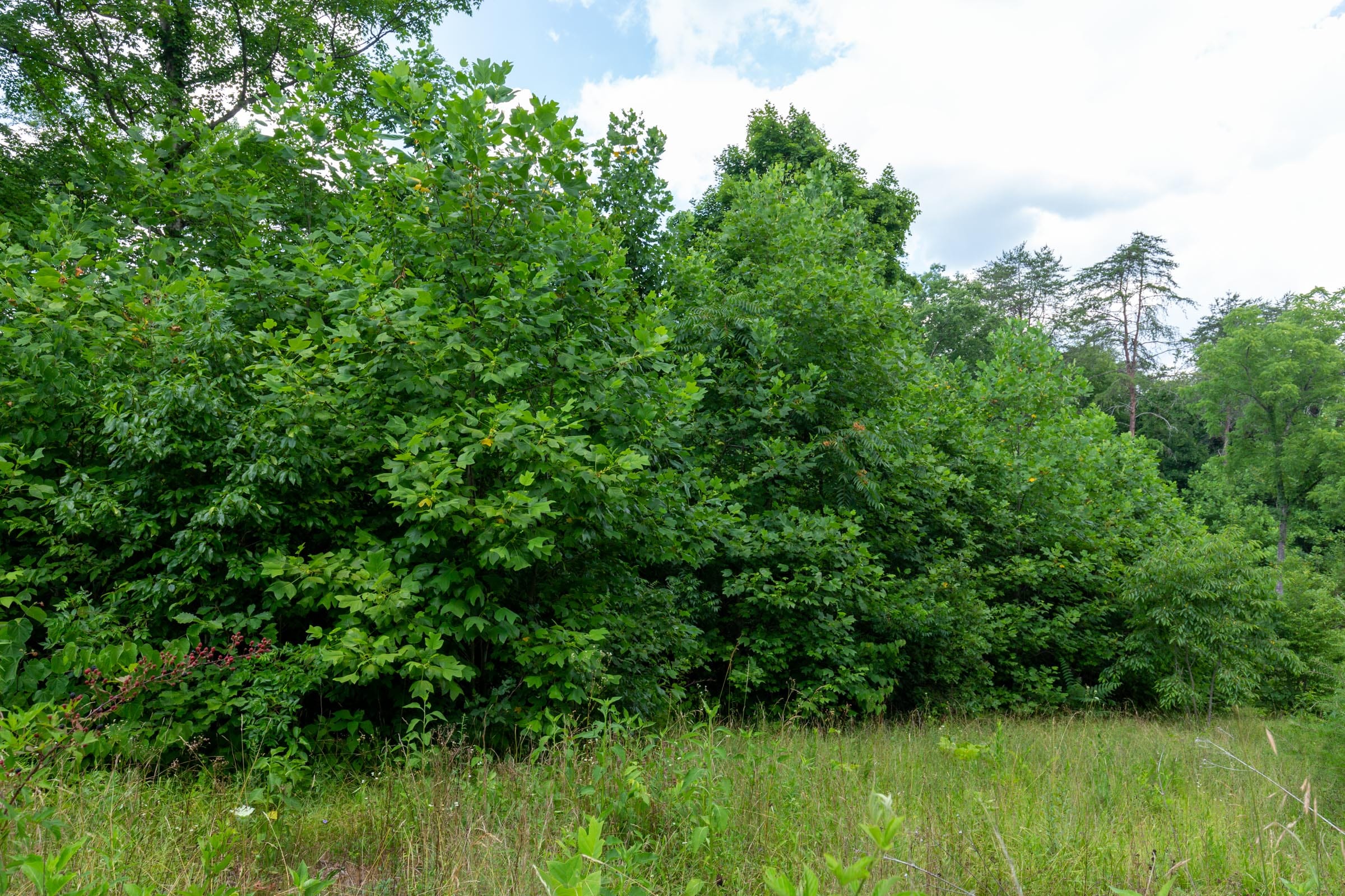 Tucker Hollow Tract 5 photo 8