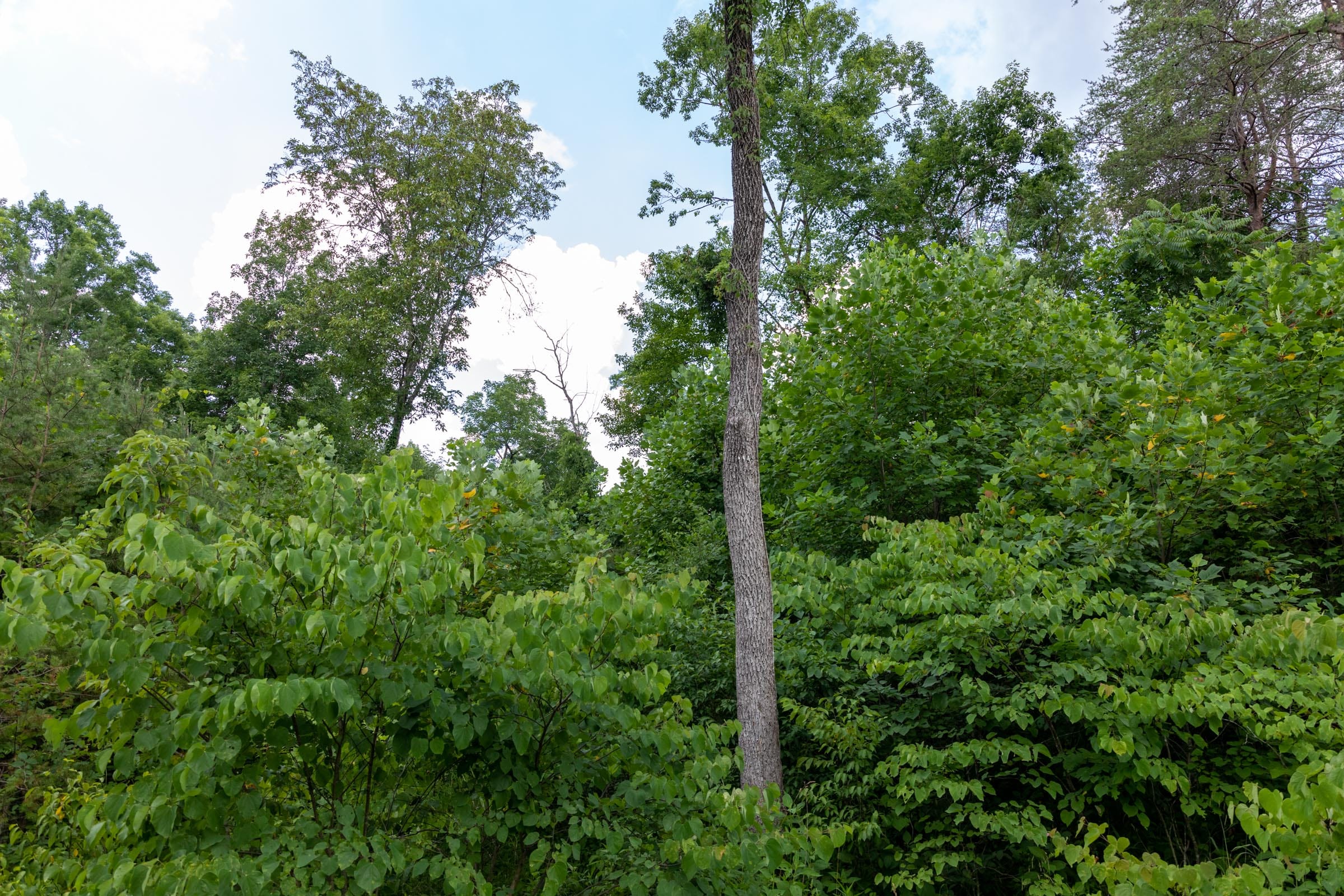 Tucker Hollow Tract 5 photo 7