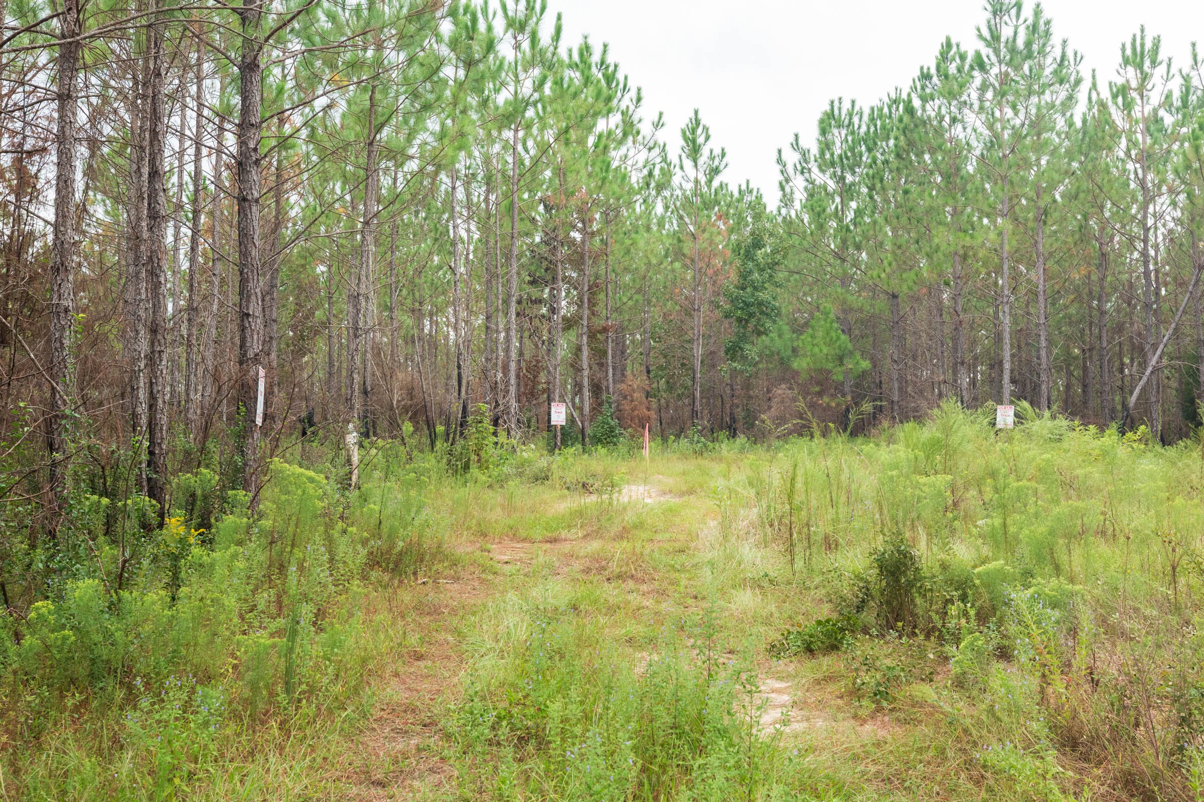Jackson’s Gap Tract 10 photo 1