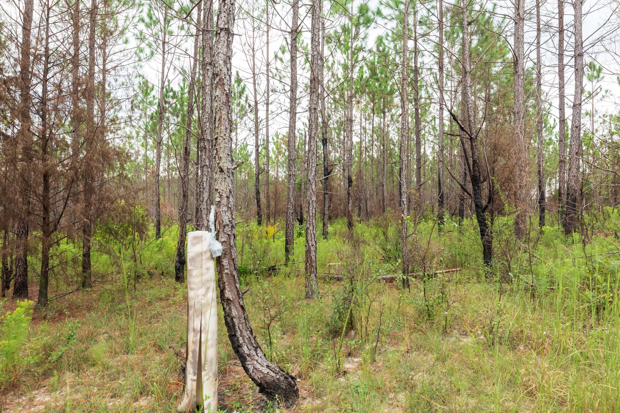 Jackson’s Gap Tract 10 photo 8