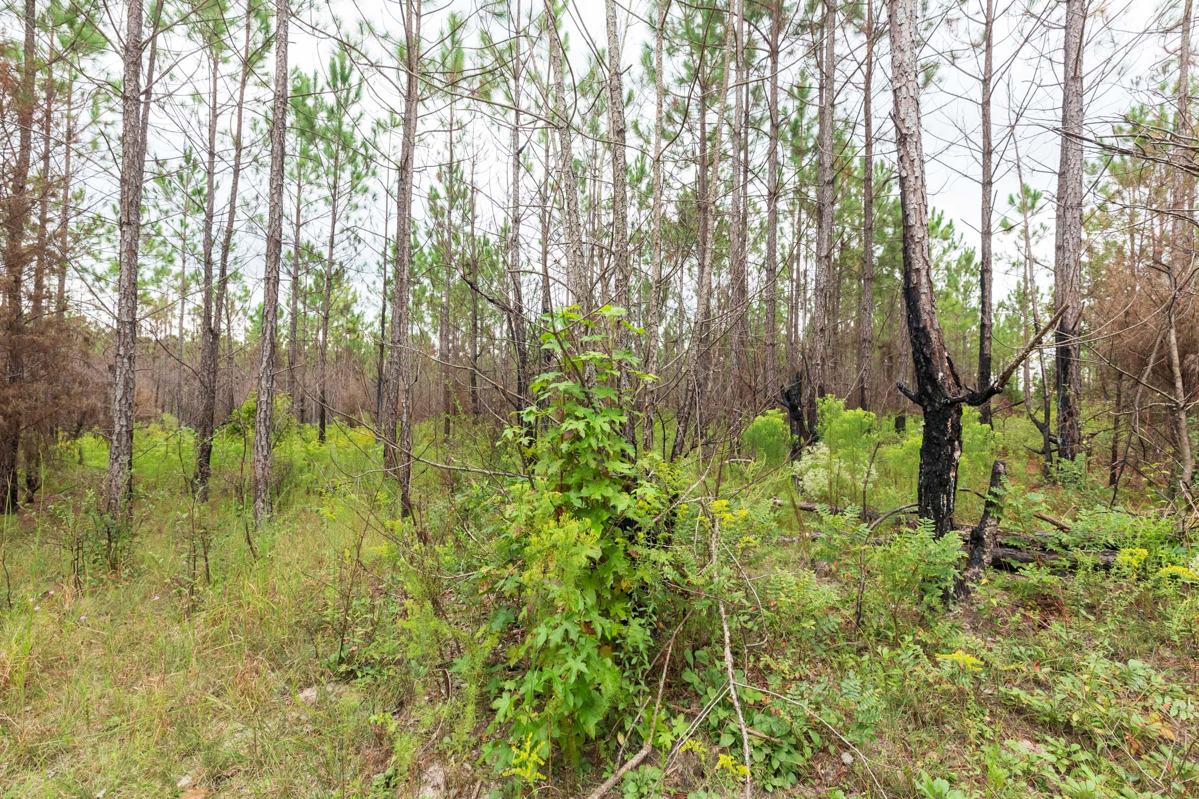 Jackson’s Gap Tract 10 photo 3