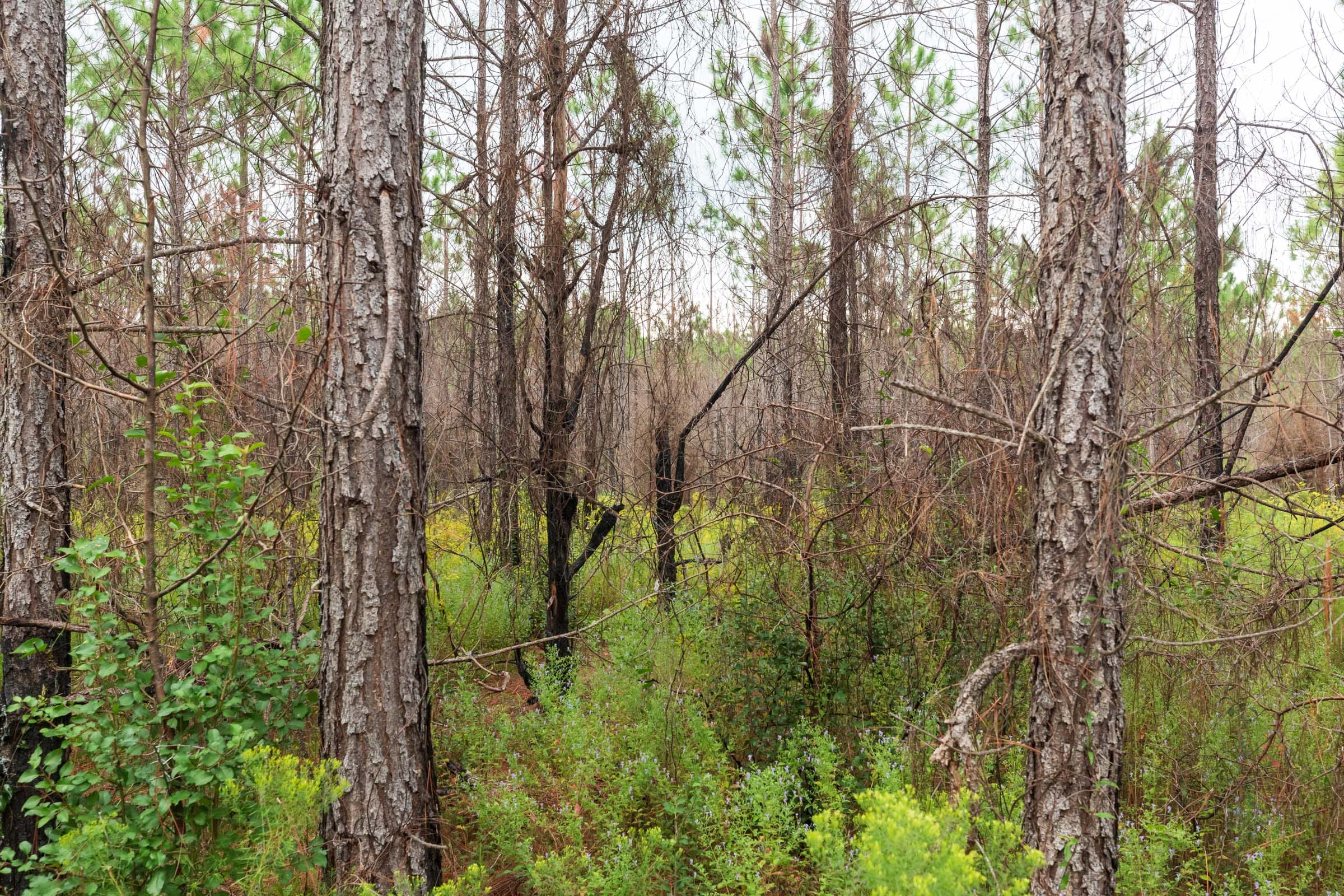 Jackson’s Gap Tract 10 photo 2