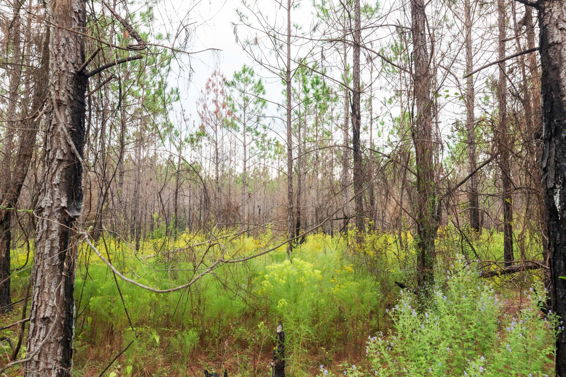 Jackson’s Gap Tract 10 photo 6