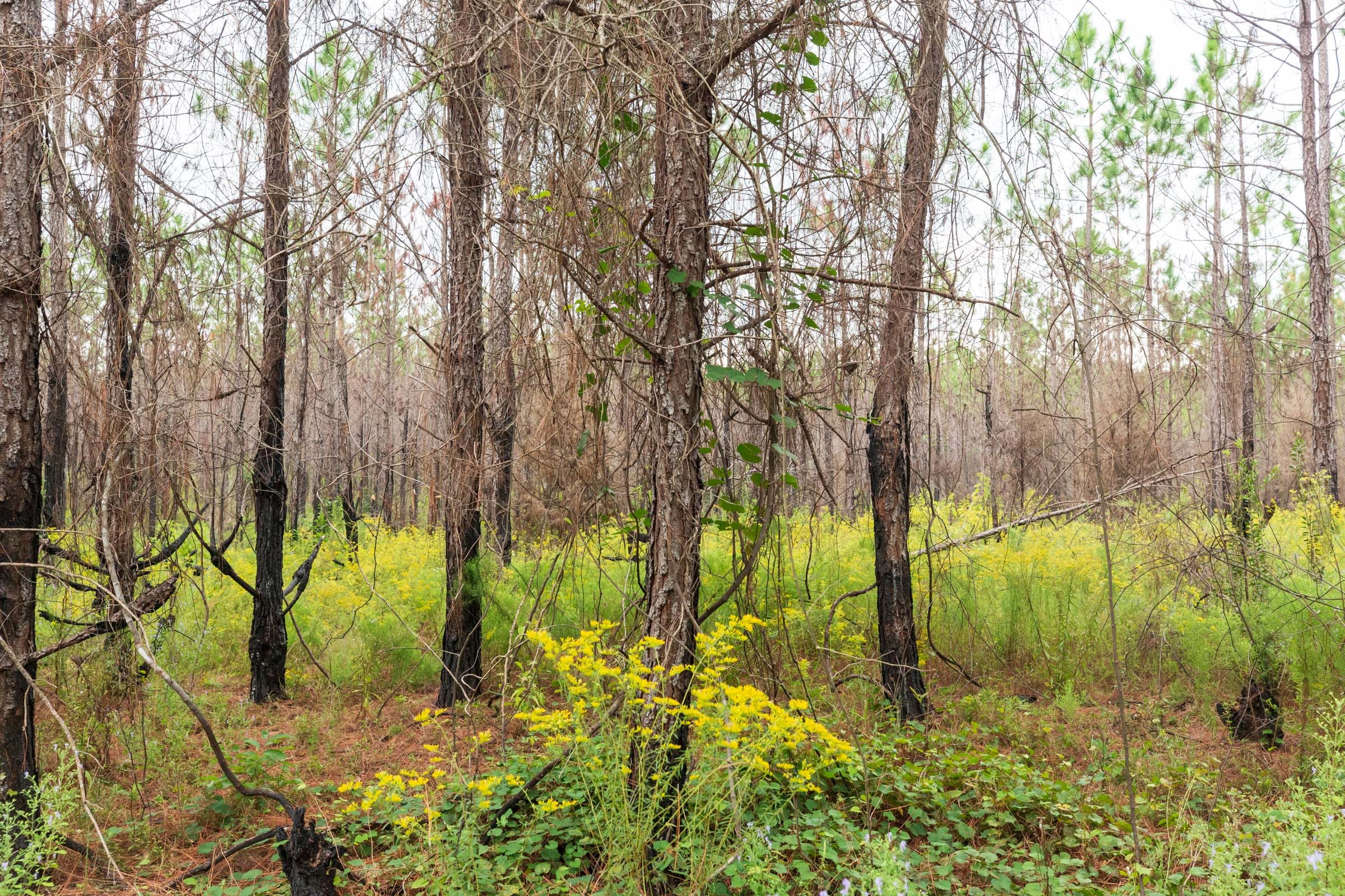 Jackson’s Gap Tract 10 photo 4