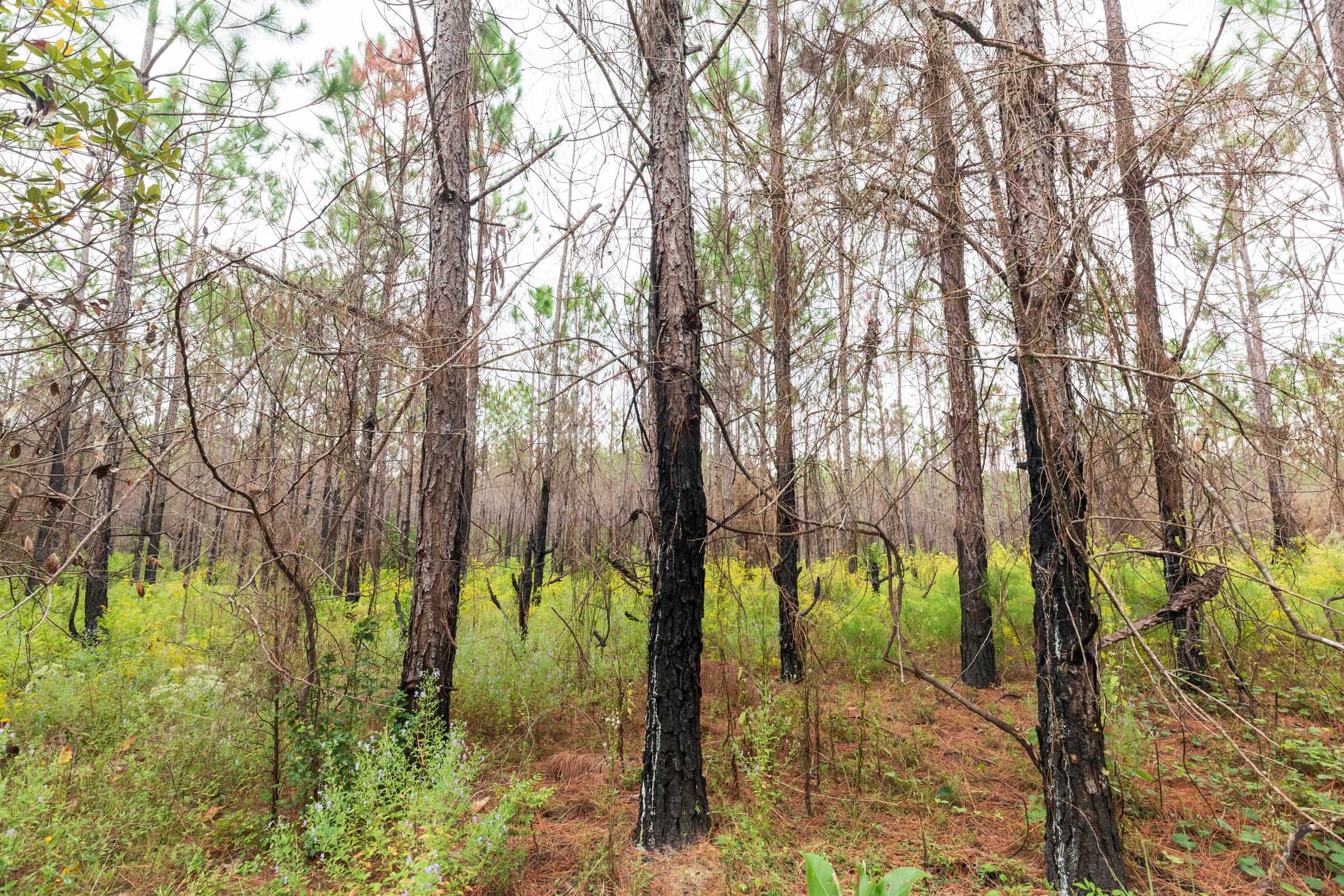 Jackson’s Gap Tract 10 photo 7