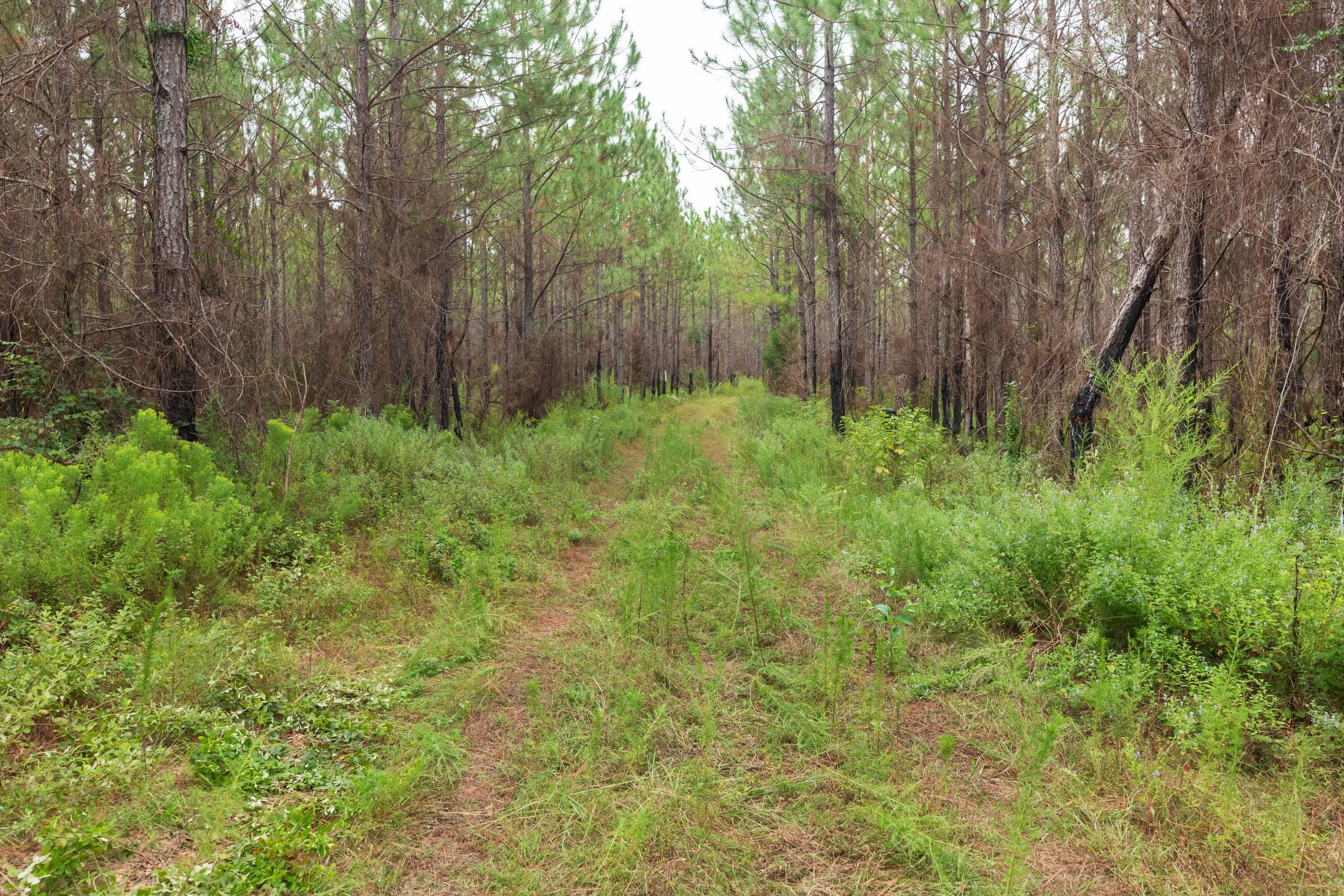 Jackson’s Gap Tract 10 photo 5