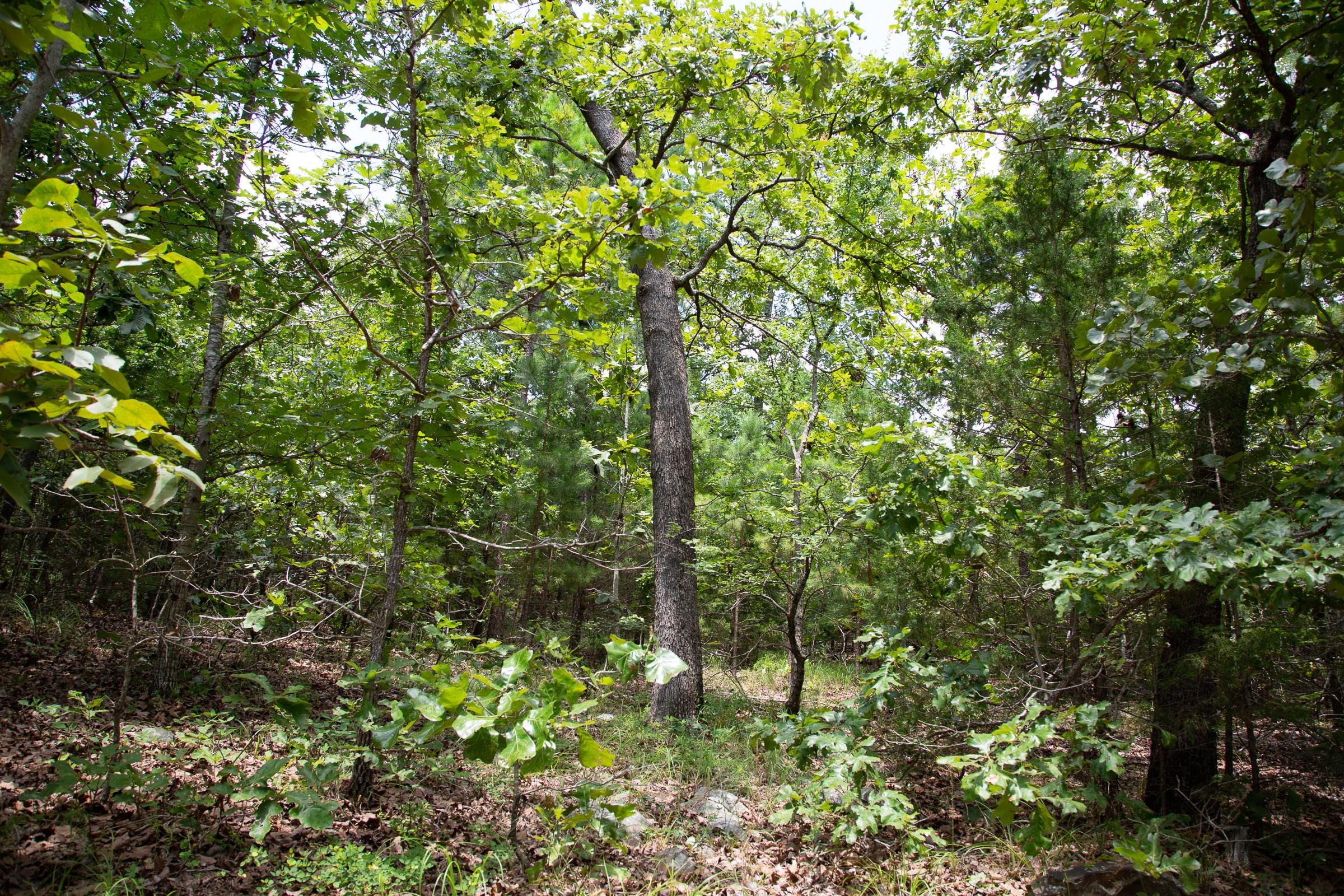 Tyler Stone Ranch Tract 62 photo 4