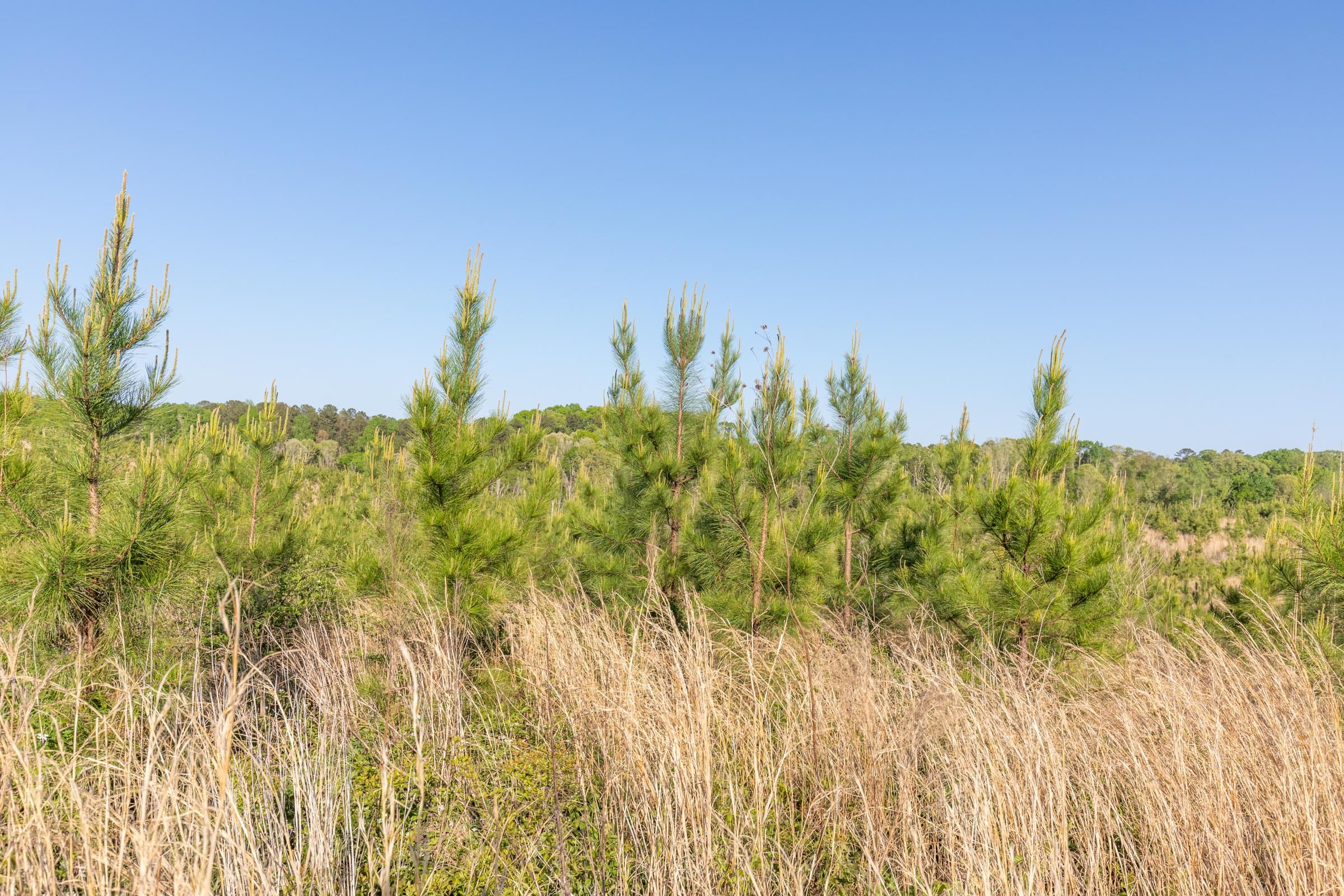 Clear Wood Tract 13 photo 4