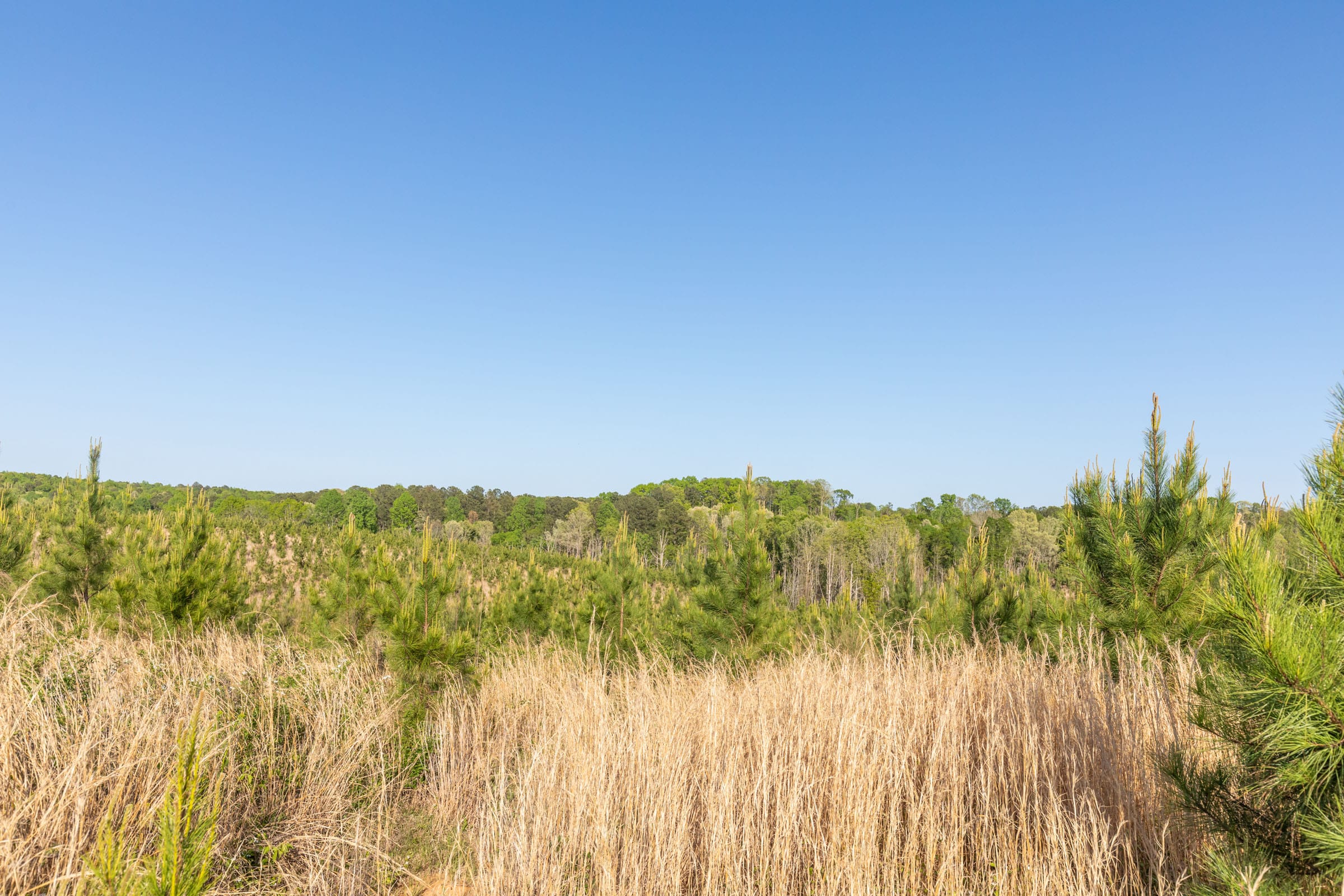 Clear Wood Tract 13 photo 6