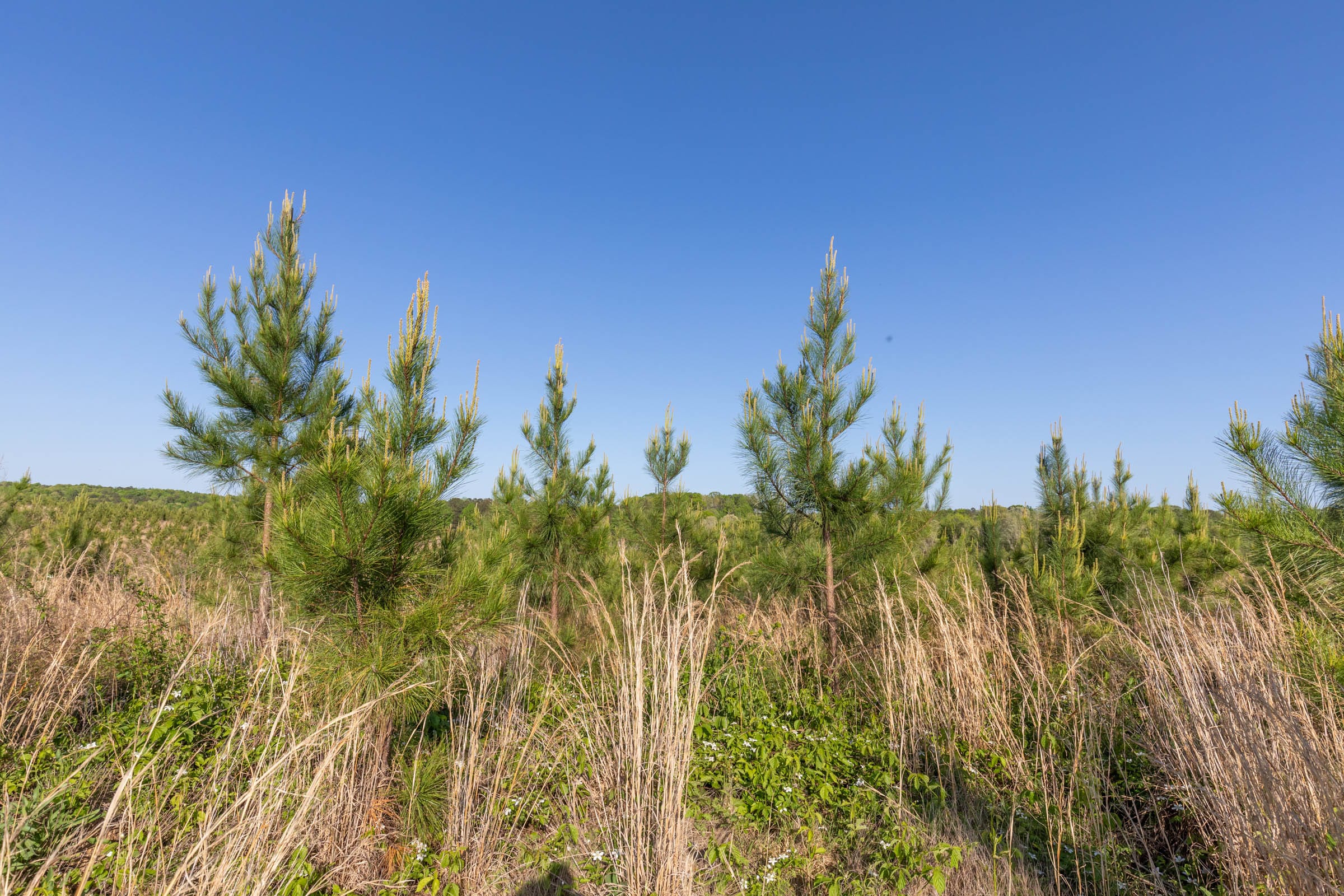 Clear Wood Tract 13 photo 7