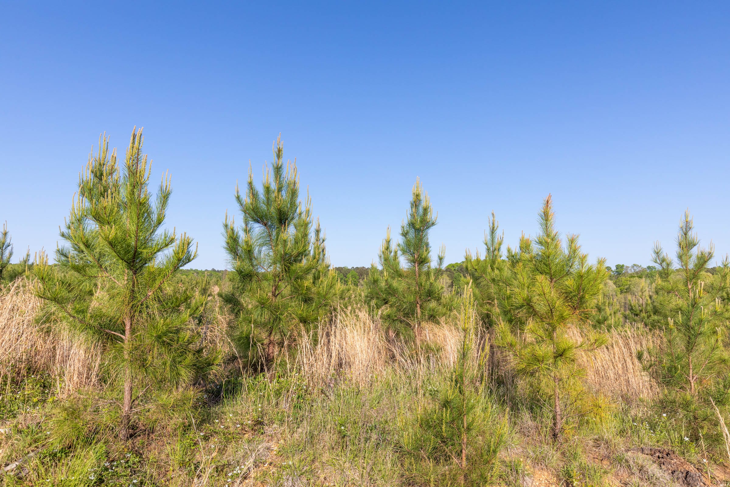 Clear Wood Tract 13 photo 8