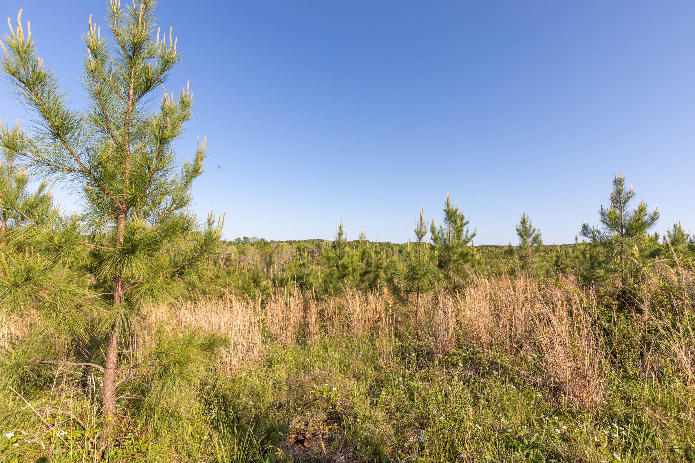 Clear Wood Tract 13 photo 9