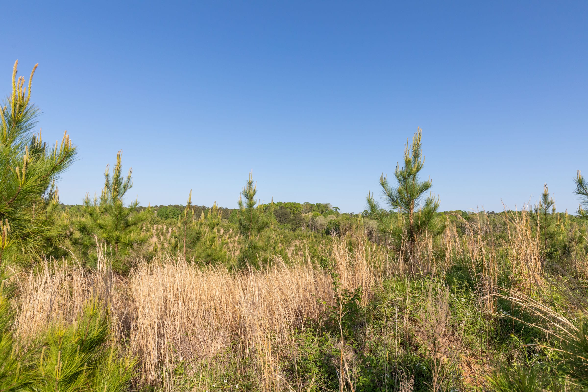 Clear Wood Tract 13 photo 11