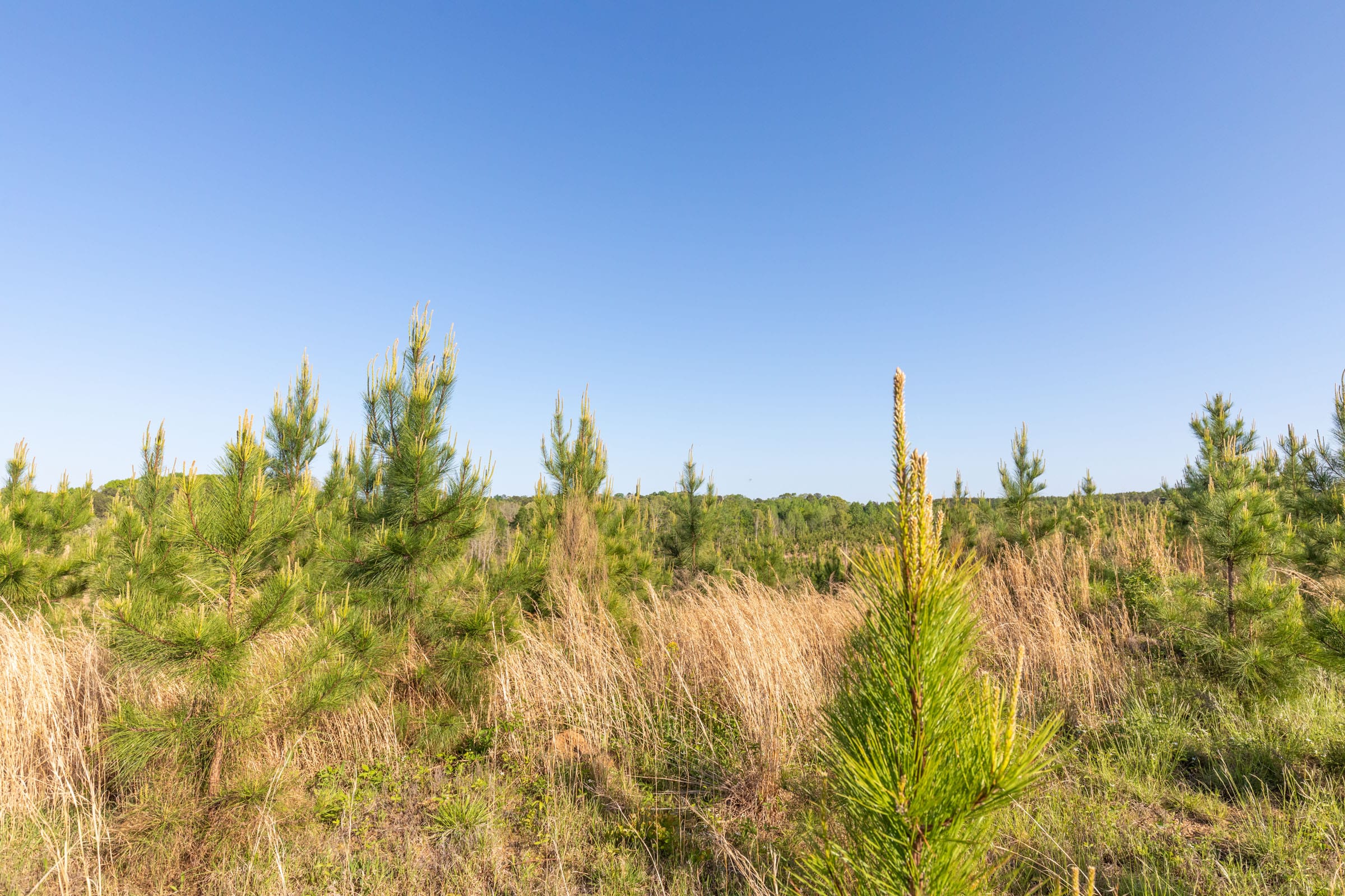 Clear Wood Tract 13 photo 12