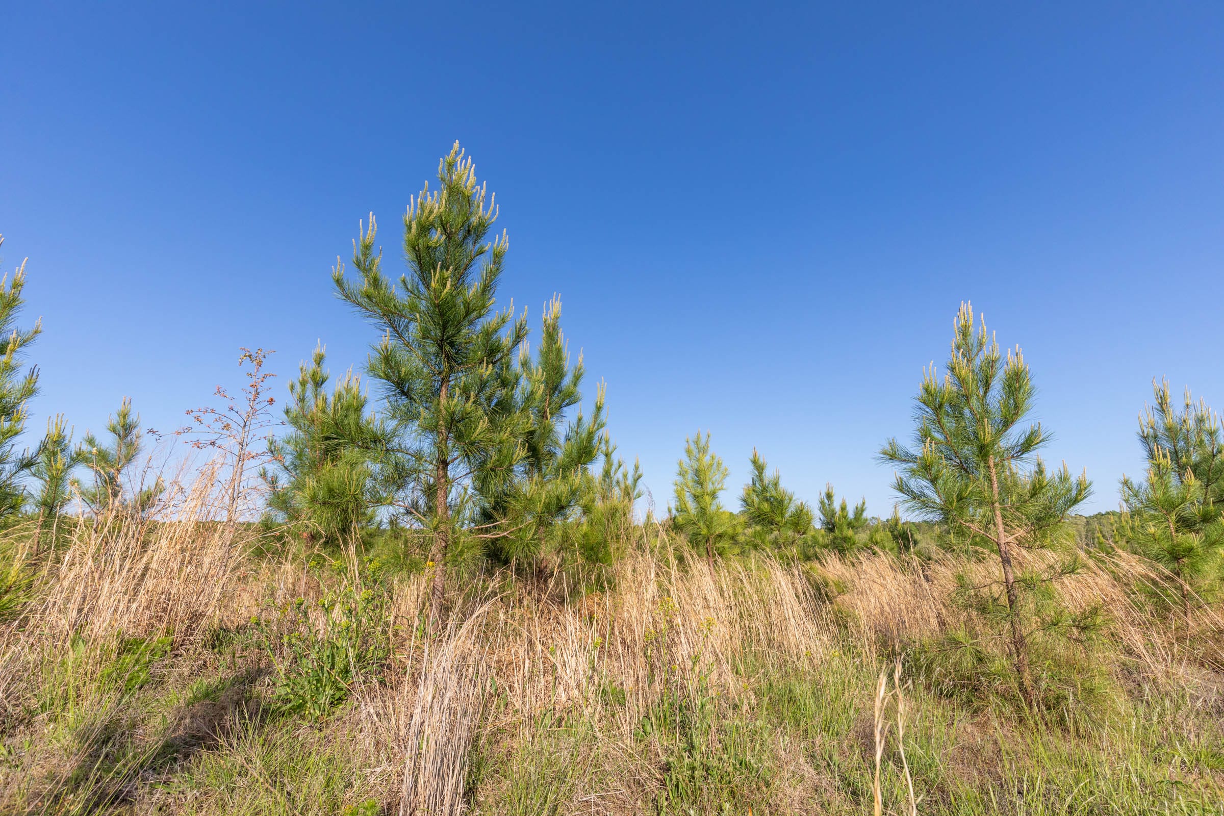 Clear Wood Tract 13 photo 13